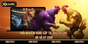 Đá Gà 67 Cam